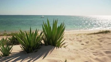 Kumlu sahilde büyüyen küçük agave çalıları, sakin denizde yelken açan kayıklar ve uzaktan parlayan güneş - Anakao, Madagaskar 'daki tipik manzara