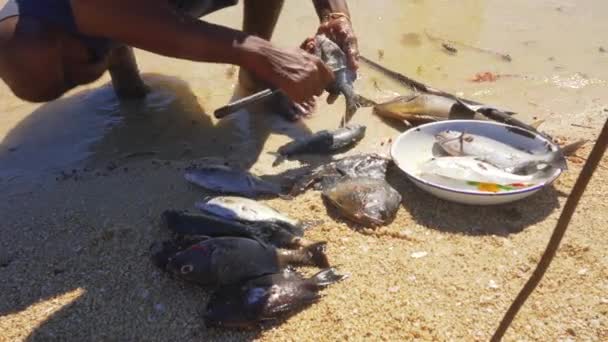 Lokal Madagaskar Man Rengöring Nyfångade Havsfiskar Stranden Bort Fjäll Med — Stockvideo