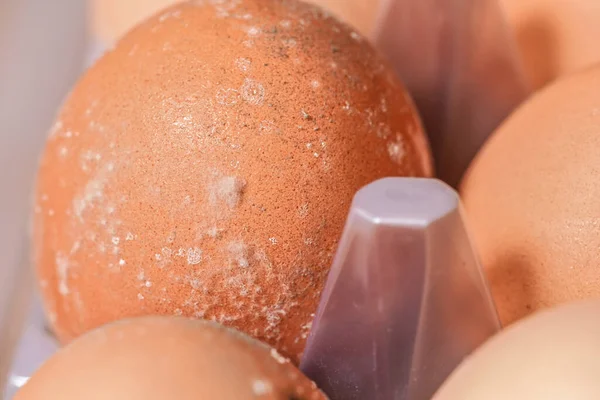 蛋壳上的白色霉菌 霉菌特写 鸡蛋在潮湿的环境中储存了很长时间后变质 — 图库照片