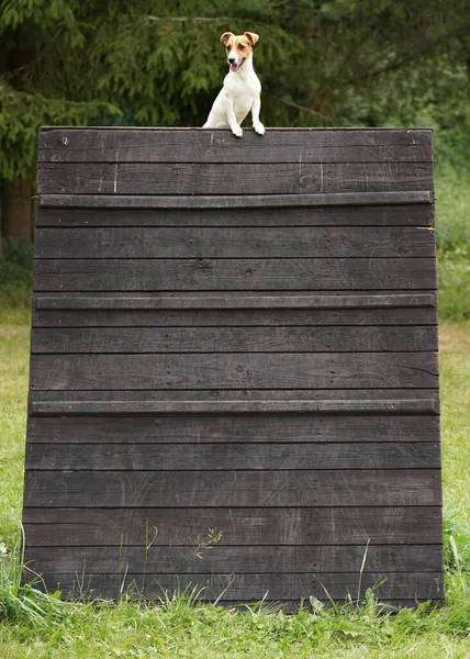 Pequeno Jack Russell Terrier Sentado Cima Alto Obstáculo Madeira Onde — Fotografia de Stock