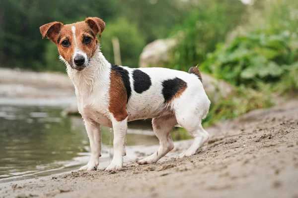 Piccolo Jack Russell Terrier Piedi Sulla Riva Sabbiosa Vicino Fiume — Foto Stock