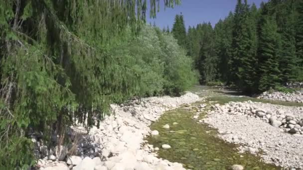 森の中を流れる緩やかな浅い川 太陽が両側の丸い石や木に輝いている — ストック動画