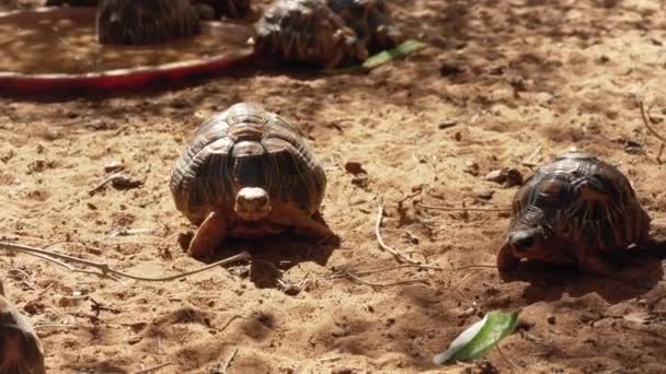 Радіолокаційні Черепахи Astrochelys Radiata Надзвичайно Зникаючі Види Черепах Ендемічні Мадагаскару — стокове відео