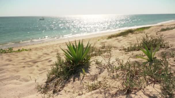 砂のビーチで成長している小さなアガベの頭蓋骨は 太陽が背景に穏やかな海で輝いています アナカオ マダガスカルの典型的な海辺の風景 — ストック動画