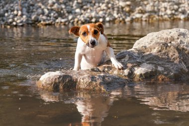 Küçük Jack Russell Terrier sudan çıkıyor, taşa tırmanıyor, kürkü sırılsıklam.