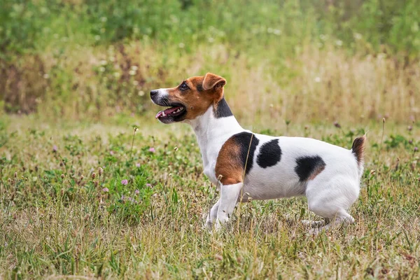 Jack Russell Terrier Perro Prado Boca Abrió Con Lengua Hacia —  Fotos de Stock