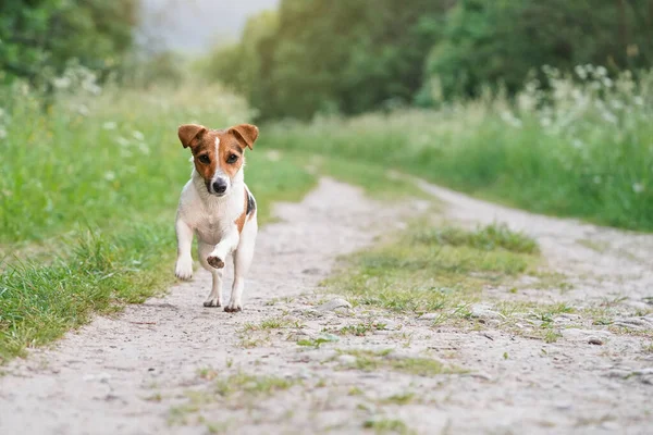 Piccolo Jack Russell Terrier Cammina Strada Polverosa Gambe Anteriori Aria — Foto Stock