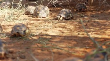 Radyasyonlu kaplumbağalar - Astrochelys radyatör- Madagaskar 'a özgü kritik tehlike altındaki kaplumbağa türleri, ağaçların yakınında yürüyorlar.