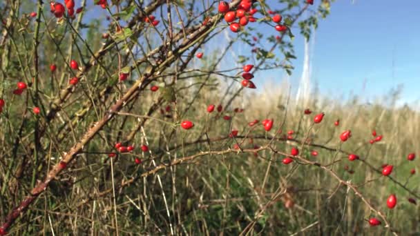 Kis Cserje Vörös Csipkebogyóval Rosa Canina Kutya Rózsa Gyümölcs Ezeket — Stock videók