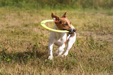 Jack Russell Terrier sarı plastikle oynuyor, çim çayırına disk atıyor, ağzında tutuyor.
