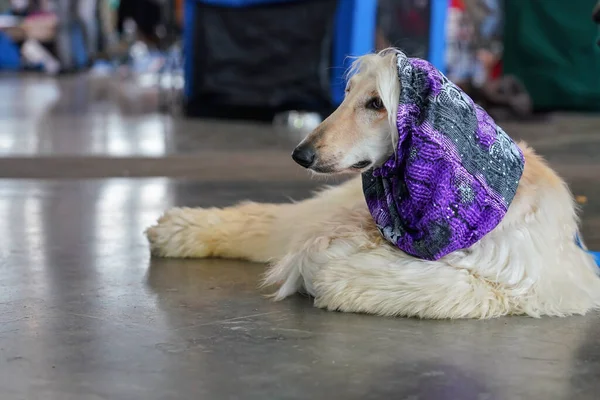 Borzoi Russo Deitado Piso Pedra Salão Interior Cabeça Cobertura Cachecol — Fotografia de Stock