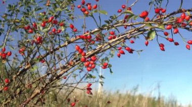 Köpek gülü üzerinde büyüyen gül kalçalar (Rosa Canina) çalılık, arka planda açık gökyüzü
