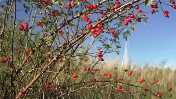 Small Shrub Red Rosehips Rosa Canina Dog Rose Fruits Used — Stock Video