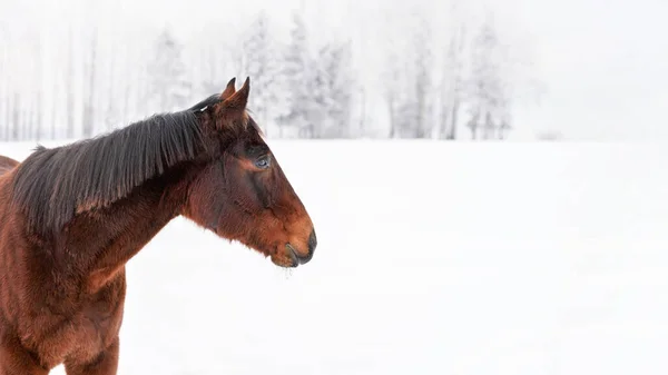 Dunkelbraunes Pferd Steht Auf Schneebedecktem Feld Detail Kopf Textstelle Rechts — Stockfoto