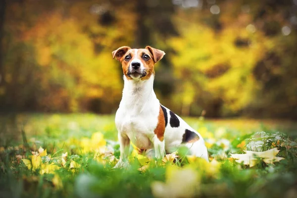 Kis Jack Russell Terrier Rét Ősszel Sárga Narancs Homályos Fák — Stock Fotó