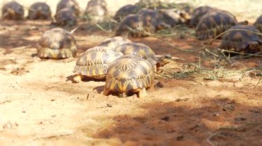 Radyasyonlu kaplumbağa grubu - Astrochelys radiata - Madagaskar 'a özgü kritik tehlike altındaki kaplumbağa türleri, kumlu zeminde yürüyorlar.