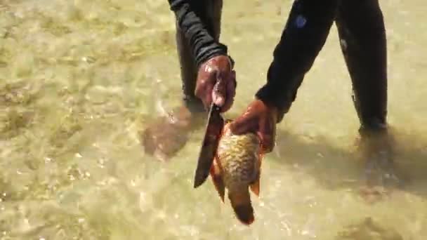 Anakao Madagascar Maio 2019 Pescador Malgaxe Local Cortando Peixes Recém — Vídeo de Stock