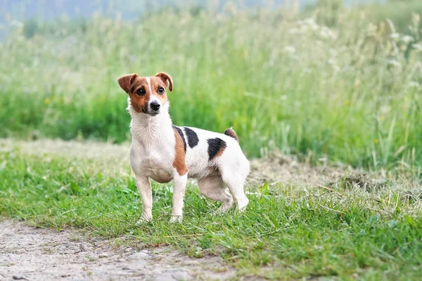 Piccolo Jack Russell Terrier Cane Piedi Sulla Strada Campagna Erba — Foto Stock