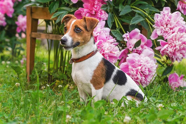 Piccolo Jack Russell Terrier Seduto Sull Erba Indurire Fiori Rosa — Foto Stock