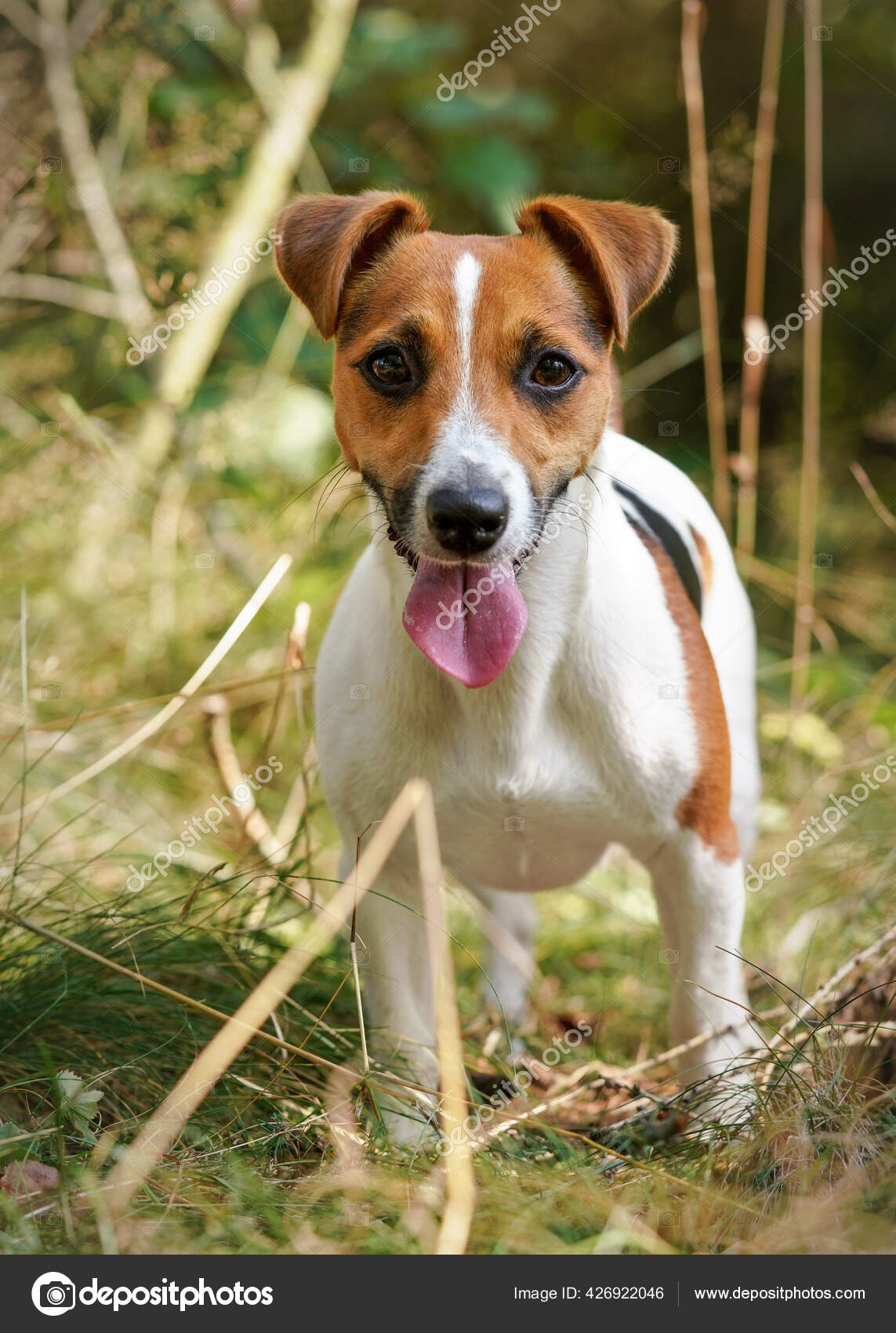 Portrait Small Jack Russell Terrier Dog Her Tongue Sticking Out Stock