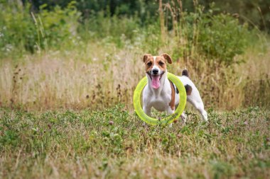 Küçük Jack Russell terrier, dili dışarı fırlamış, dikkatlice bakıyor, sarı diski boynunda taşıyarak oynuyor.