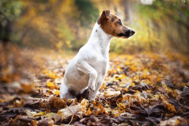 Küçük Jack Russell teriyer köpeği kahverengi yaprakların üzerinde oturuyor, ön bacağı yukarıda, dikkatlice yana bakıyor, güzel bulanık bokeh sonbahar arka planı