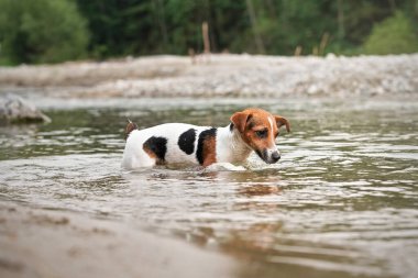 Küçük Jack Russell teriyeri yaz günü sığ sularda sürünüyor.