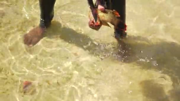 地元のアフリカ人漁師 新鮮な魚をナイフで掃除し その側を切断し 浅い海の水に裸の足 手の詳細 — ストック動画