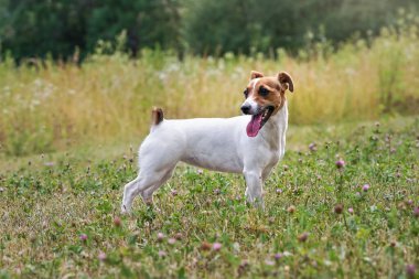 Küçük Jack Russell teriyeri, elinde mor yonca çiçekleriyle çim çayırında dikiliyor.