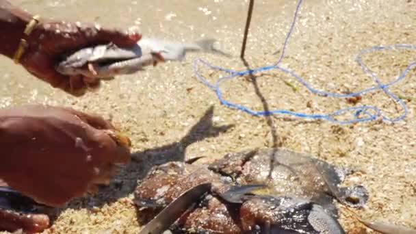 Local Malagasy Fisherman Cleaning Freshly Caught Fishes Sandy Beach Sunny — Stock Video