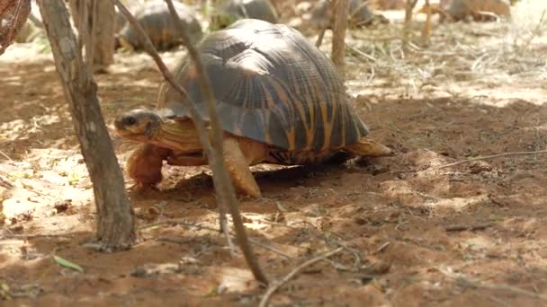 Strahlenschildkröte Astrochelys Radiata Vom Aussterben Bedrohte Schildkrötenart Endemisch Auf Madagaskar — Stockvideo