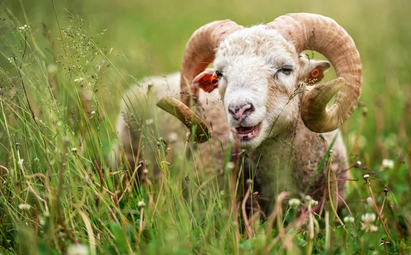 Owce ze skręconymi rogami, baranina Tradycyjna rasa słowacka - Oryginalna Valaska spoczywająca w wiosennej trawie łąkowej — Zdjęcie stockowe