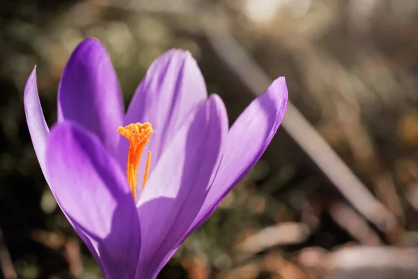 Słońce świeci na dzikiej purpurowej i żółtej tęczówki Crocus heuffelianus przebarwienia kwiat rośnie w wiosennej trawie suchej, zbliżenie makro szczegółowo — Zdjęcie stockowe