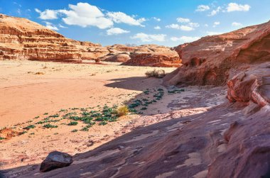 Wadi Rum Çölü 'nde kayalık oluşumlar, parlak güneş kızıl toz ve kayaların üzerinde parlıyor, Deniz Squill bitkileri önde Drimia maritima, yukarıda mavi gökyüzü
