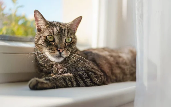 Γκρι καφέ tabby γάτα χαλαρώνοντας στο περβάζι παράθυρο περβάζι, ήλιος λάμπει σε αυτόν, closeup λεπτομέρεια — Φωτογραφία Αρχείου