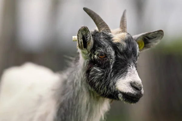 Blanco y negro americano pigmeo Camerún cabra detalle de primer plano en la cabeza con cuernos — Foto de Stock