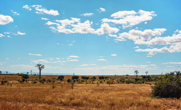 Otları ve çalıları alçak düz arazi, uzaklarda büyüyen baobab ağaçları, Tipik Maninday manzarası, Madagaskar bölgesi