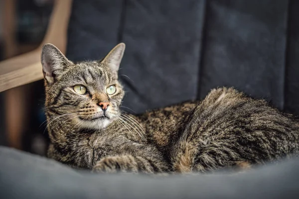 Γκρι καφέ τιγρέ γάτα αναπαύεται στην πολυθρόνα, κοιτάζοντας περιέργως, λεπτομέρεια closeup στο κεφάλι του — Φωτογραφία Αρχείου