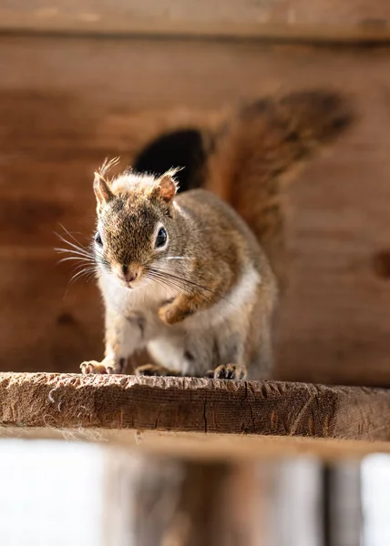 American red squirrel Tamiasciurus hudsonicus resting on wooden board, closeup detail — Stock Photo, Image