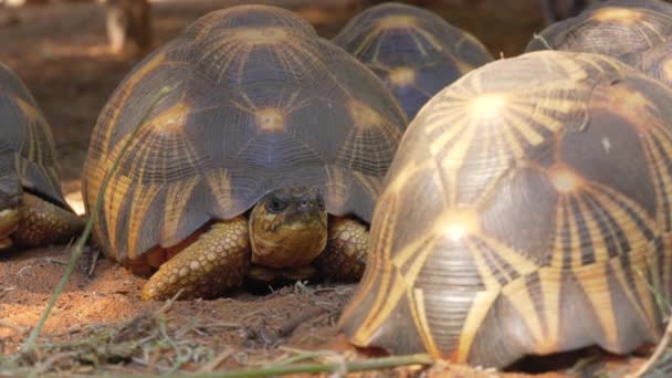 辐射性龟 Astrochelys Radiata 极度濒危的龟种 马达加斯加特有 在地面行走 特写特写 — 图库视频影像