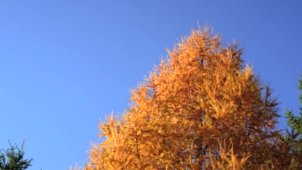 再看一下橙色的欧洲落叶松 Larix Decidua 旁边的另一棵针叶树依然绿 落叶是落叶 秋天会变色 — 图库视频影像