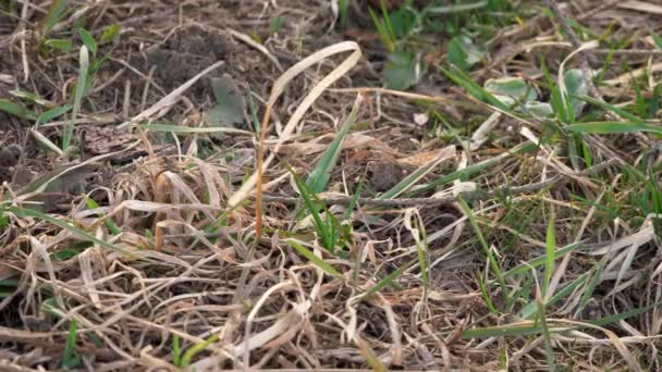 Primer Plano Tierra Seca Solo Algunas Hojas Hierba Verde Moviéndose — Vídeo de stock