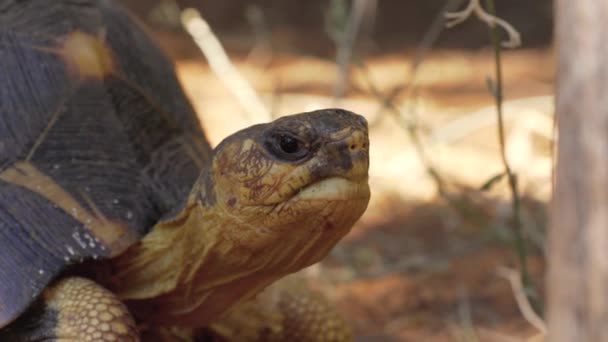 辐射性乌龟 Astrochelys Radiata 极度濒危的龟种 马达加斯加特有 在树旁的地面上行走 头部特写 — 图库视频影像