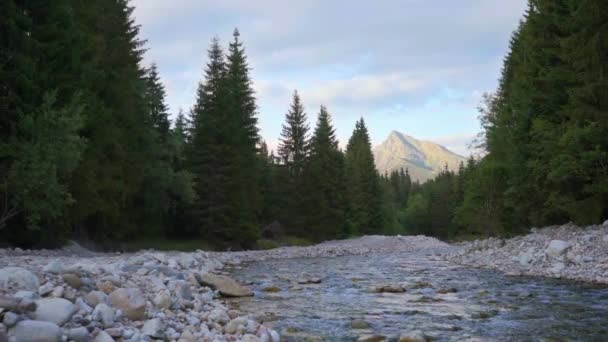 Rivière Peu Profonde Bela Coulant Lentement Dans Forêt Pierres Rondes — Video