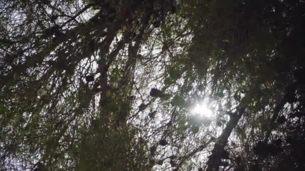 Дивлячись Гілки Хвойного Дерева Конусами Сильне Сонце Світить Крізь — стокове відео