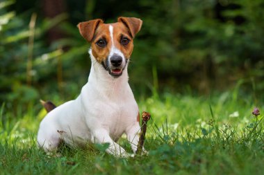 Jack Russell teriyer köpeği taze yeşil çimenlerde oturuyor, patilerinde küçük bir dal tutuyor, ağzı yarı açık, bulanık ağaçlar.