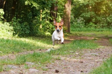 Küçük Jack Russell teriyeri, kır yolunda koşuyor, havada zıplıyor, bacaklarının üstünde, kulaklarında kanat çırpıyor, arka planda bulanık ağaçlar var.