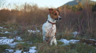 Küçük Jack Russell teriyeri, soğuktan titreyen dondurucu kış günü kar parçalarıyla yeşil çayırlarda oturuyor.