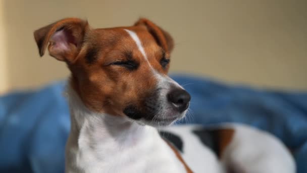 Chiudere Dettaglio Jack Russell Terrier Testa Sdraiata Letto Come Shun — Video Stock