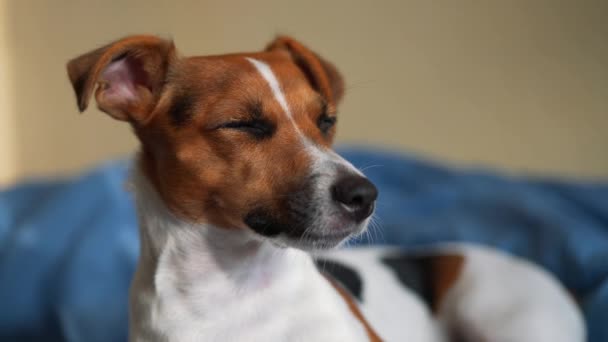 Szoros Részlet Jack Russell Terrier Fejéről Ahogy Ágyban Fekszik Ahogy — Stock videók